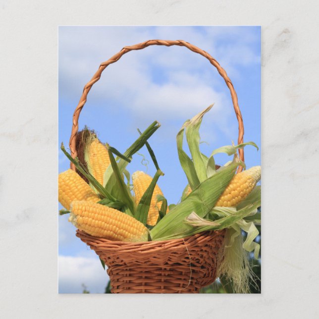 Corn on the Cob Postcard (Front)