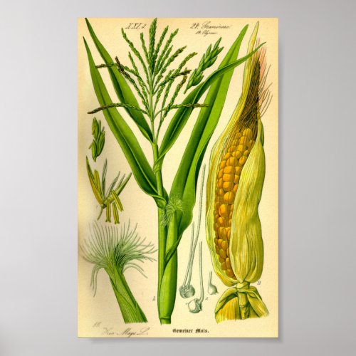 Corn or Maize Zea mays Poster