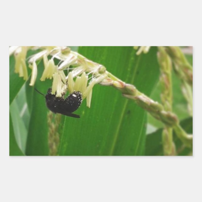 Corn pollen is yummy to the bees today. rectangular sticker (Front)