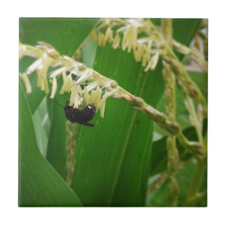 Corn pollen is yummy to the bees today. tile
