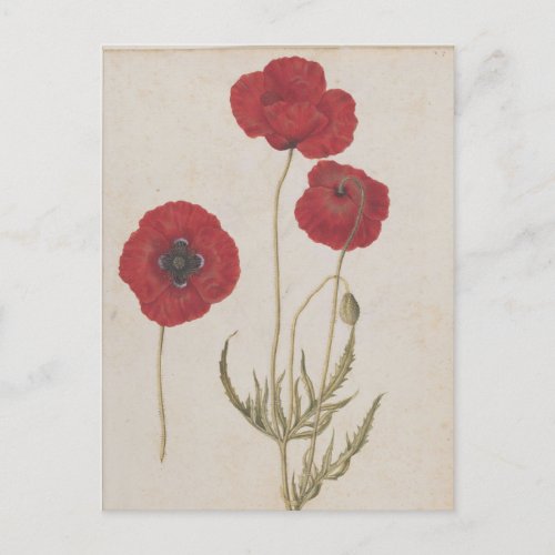 Corn Poppies by Jacques de Morgues Postcard