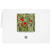 Corn Poppies Cards (Back Horizontal)