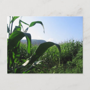 corn postcard