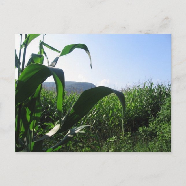 corn postcard (Front)