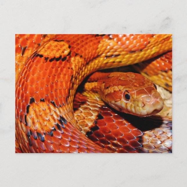 Corn Snake Postcard (Front)
