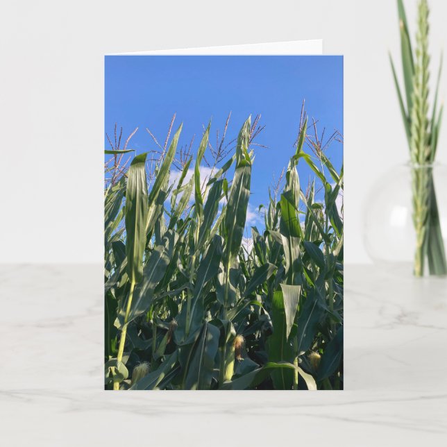 Corn Stalks Blank Letterpress Thank You Card (Front)