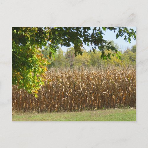 Corn Stalks in Field Ready for Harvest Postcard