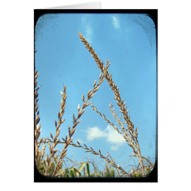 Corn To The Sky (Front)