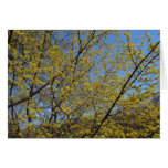 Cornelian Cherry Dogwood and Blue Sky Card
