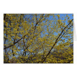 Cornelian Cherry Dogwood and Blue Sky Floral