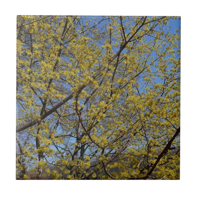 Cornelian Cherry Dogwood and Blue Sky Floral Ceramic Tile (Front)