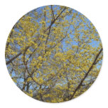 Cornelian Cherry Dogwood and Blue Sky Floral Classic Round Sticker
