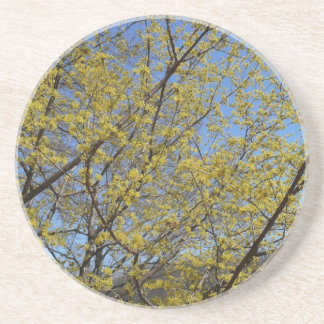 Cornelian Cherry Dogwood and Blue Sky Floral Drink Coaster
