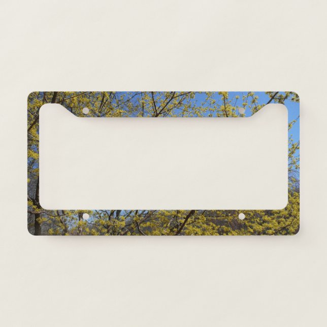 Cornelian Cherry Dogwood and Blue Sky Floral License Plate Frame (Front)