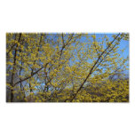 Cornelian Cherry Dogwood and Blue Sky Floral Photo Print