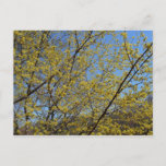 Cornelian Cherry Dogwood and Blue Sky Floral Postcard