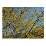 Cornelian Cherry Dogwood and Blue Sky Postcard