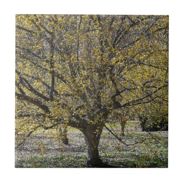 Cornelian Cherry Dogwood and Glory of the Snow Ceramic Tile (Front)