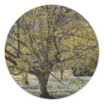 Cornelian Cherry Dogwood and Glory of the Snow Classic Round Sticker