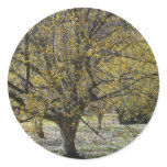 Cornelian Cherry Dogwood and Glory of the Snow Classic Round Sticker