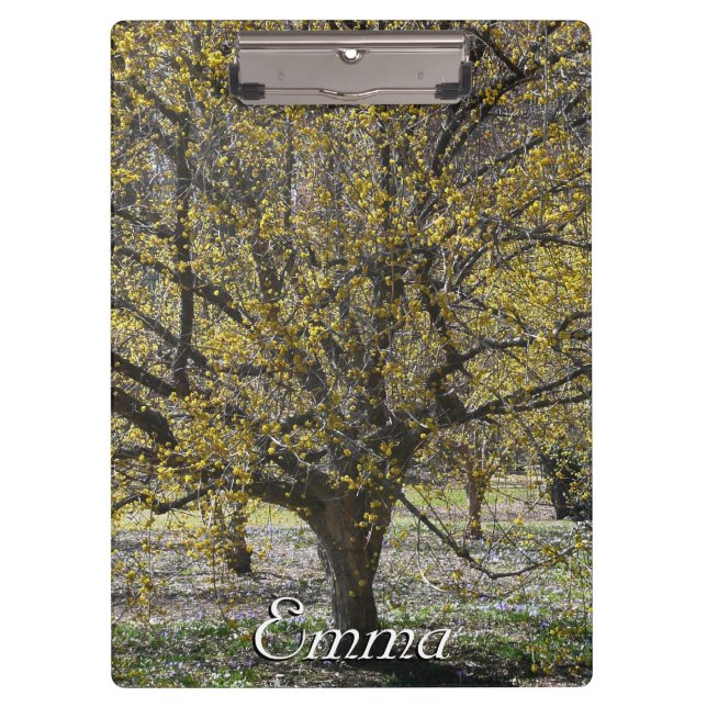 Cornelian Cherry Dogwood and Glory of the Snow Clipboard (Front)