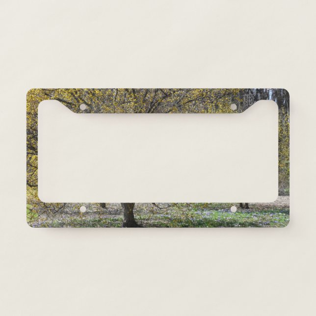 Cornelian Cherry Dogwood and Glory of the Snow License Plate Frame (Front)