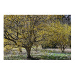 Cornelian Cherry Dogwood and Glory of the Snow Poster