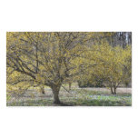Cornelian Cherry Dogwood and Glory of the Snow Rectangular Sticker