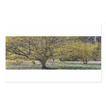 Cornelian Cherry Dogwood and Glory of the Snow Rectangular Sticker