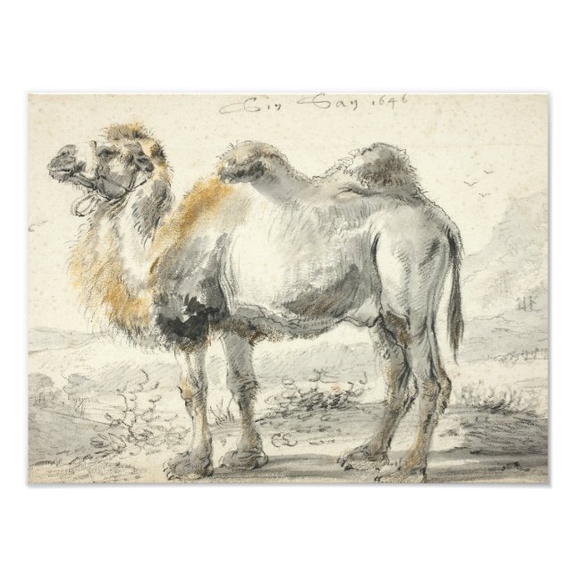 Cornelis Saftleven - A Camel Photo Print (Front)