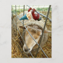 Cornelius and the Sheep Postcard