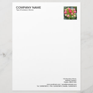 Corner Photo - Kalanchoe Buds Letterhead