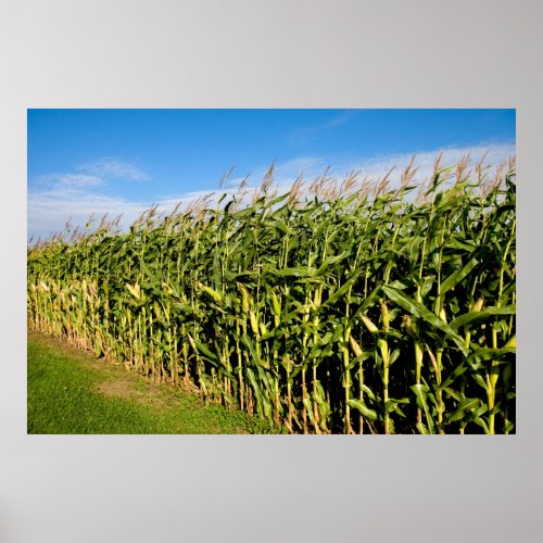 cornfield and sky poster