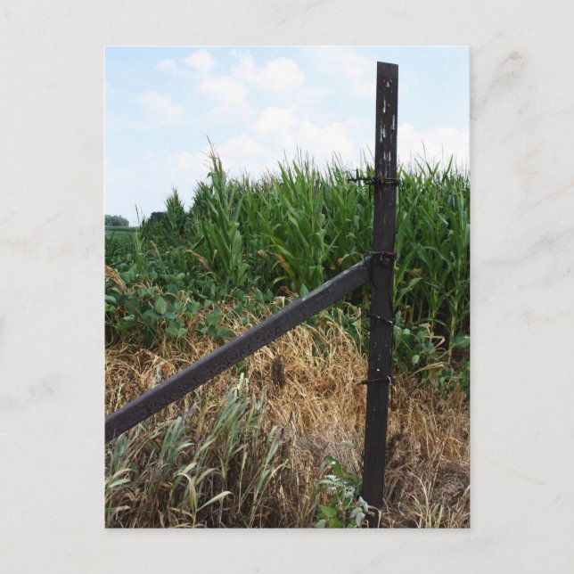 Cornfield Behind The Fence Postcard (Front)