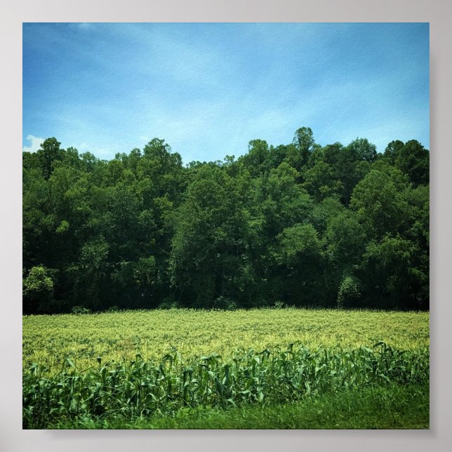 Cornfield in Rural North Carolina Poster (Front)