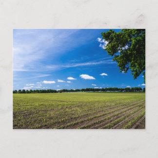 Cornfield in the sun postcard