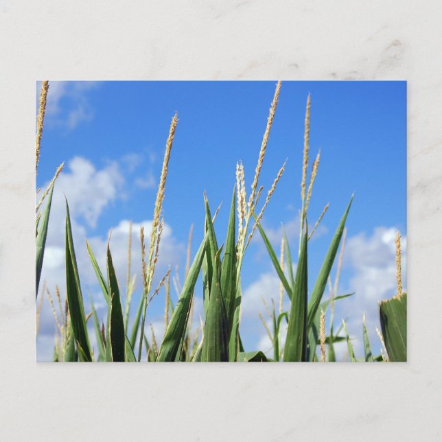 cornfield postcard (Front)
