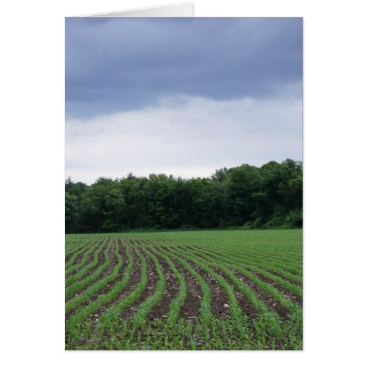 "Cornfields under the Clouds" Cards (Front)