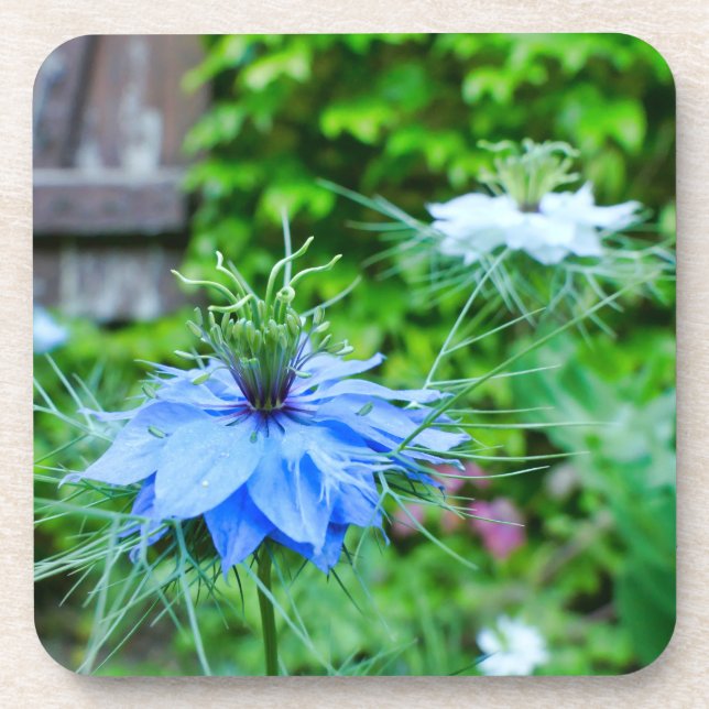 Cornflower Beverage Coaster (Front)