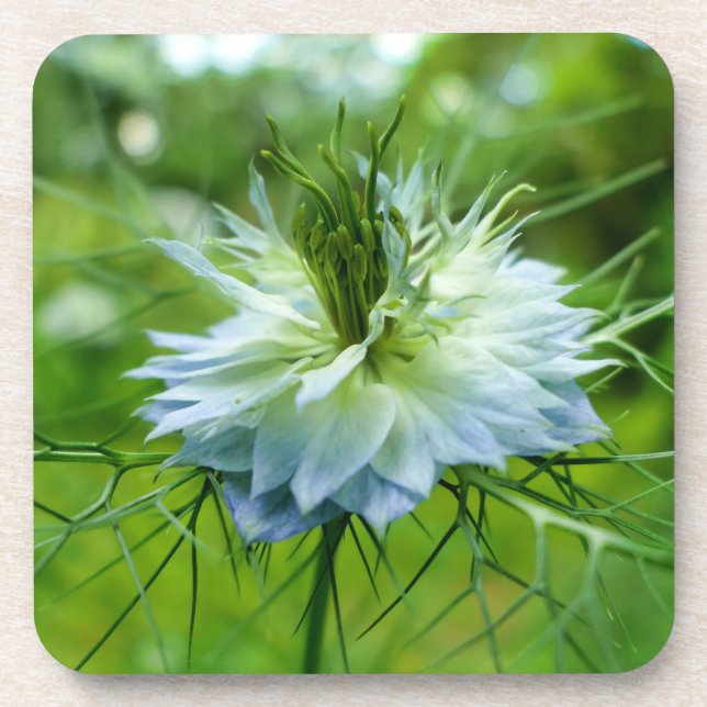 Cornflower Beverage Coaster (Front)