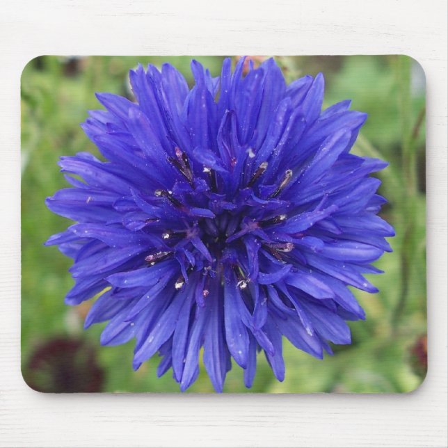 Cornflower Blue Boy Mouse Pad (Front)