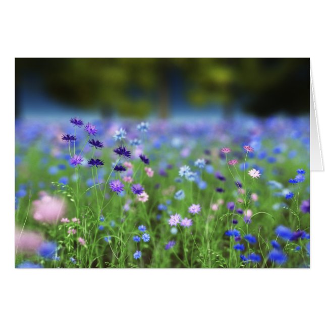 Cornflower Blue Card (Front Horizontal)