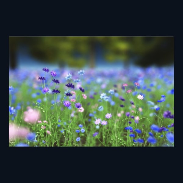 Cornflower Blue Photo Print