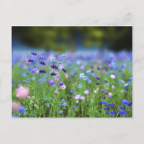 Cornflower Blue Postcard