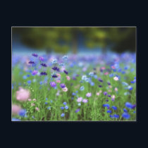 Cornflower Blue Postcard