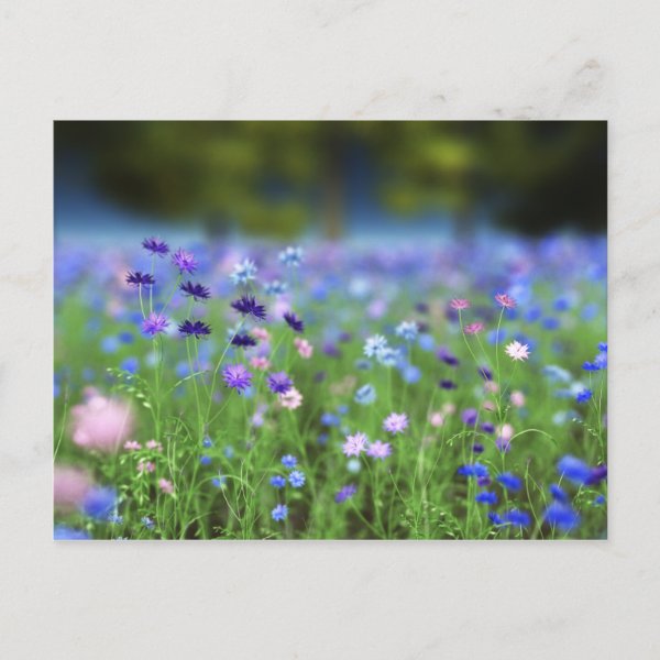 Cornflower Blue Postcard