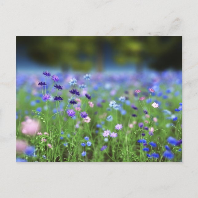 Cornflower Blue Postcard (Front)