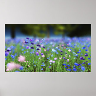 Cornflower Blue Print