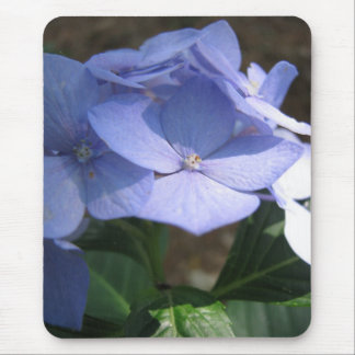 cornflower blues mouse pad