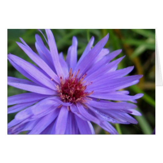 Cornflower Cards (Front Horizontal)